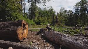 Best Tree Risk Assessment  in Eagle Crest, OR