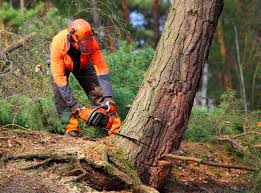 Best Tree Preservation Services  in Eagle Crest, OR