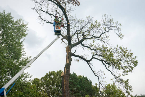 How Our Tree Care Process Works  in Eagle Crest, OR