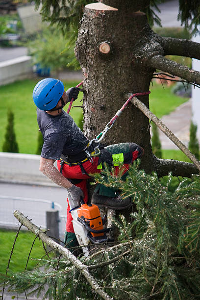 Best Emergency Tree Removal  in Eagle Crest, OR